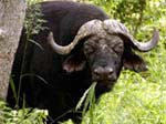 toro